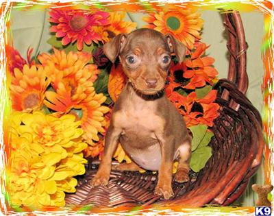 Puppies in KY